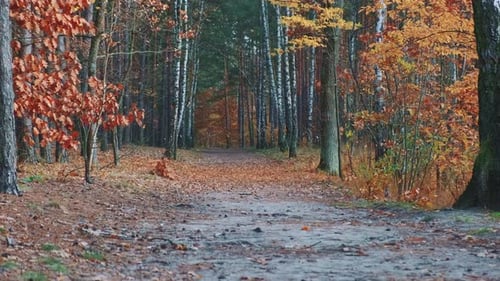 Beautiful Golden Fall in Autumn Forest