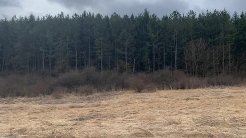 Natürlicher Kiefernwald und Weide im Winter
