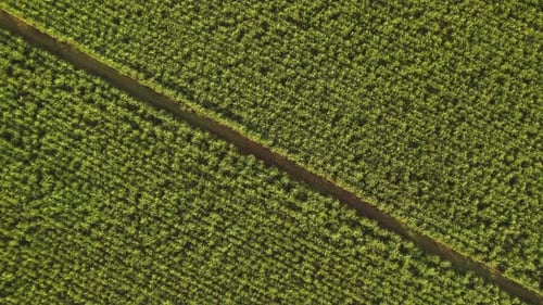 Luftaufnahme eines landwirtschaftlichen Feldes von oben. Zuckerrohrfarm. Blick auf Zuckerrohrfelder vom Himmel. 4K.