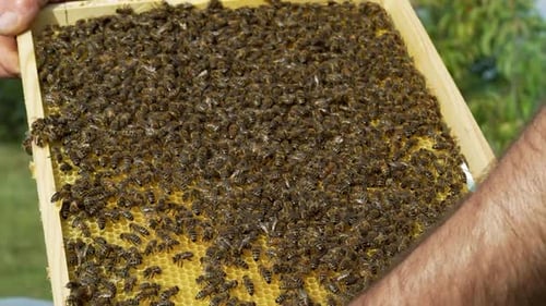 Imker arbeitet mit Bienen und Bienenstöcken im Bienenhaus. Bienen auf Waben.