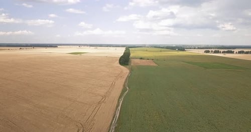 Survol par drone d'un chemin de terre séparant un champ de blé et de tournesol par une journée ensoleillée d'été