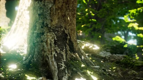 The Primeval Forest with Mossed Ground