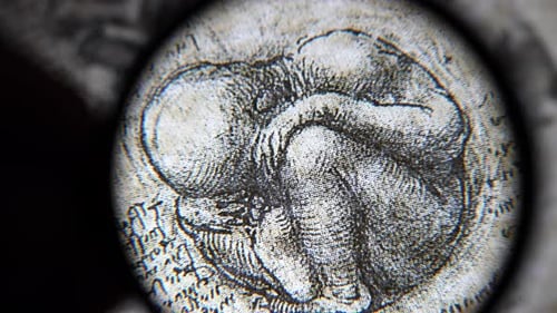 Close-up of Antique Elephant Illustration
