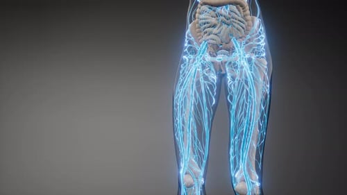 Blood Vessels of Human Body