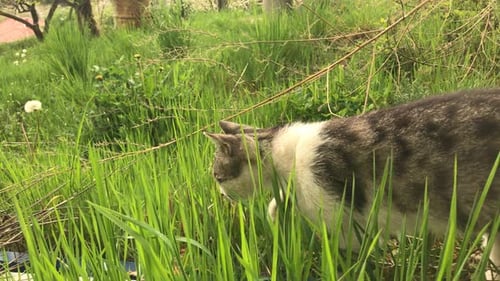 Domestic young cat in the grass slow motion 1920X1080 HD video - Outdoor scene with gray and white