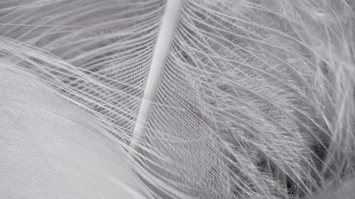 Pluma blanca giratoria muy bonita, diseño de pájaro natural. Vista macro, textura de plumas