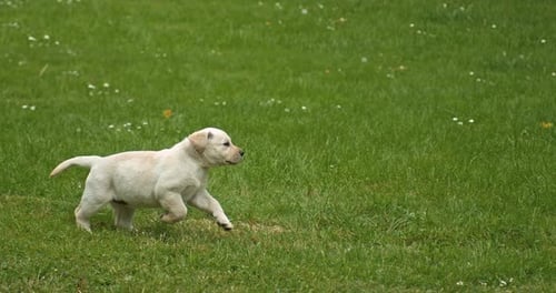 Yellow Labrador Retriever, Puppy Running on the Lawn, Normandy in France, Slow Motion 4K