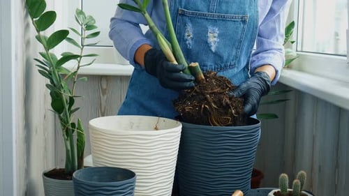 Woman Potting a Plant Indoors