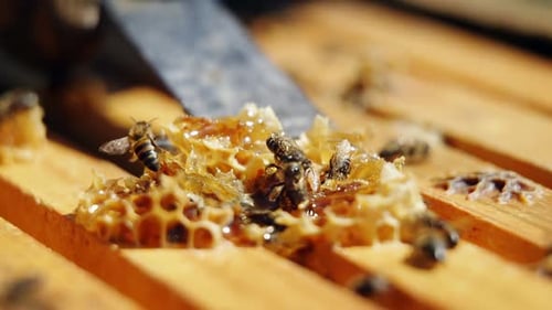 Honeybees Extracting Honey from Golden Honeycomb Frame