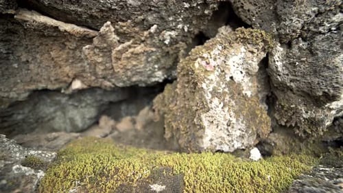 Rocas cubiertas de musgo en la entrada de la cueva