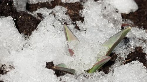 Emerging Plant Growing as Snow Melts