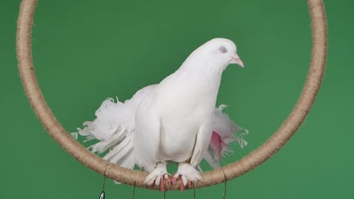 Elegant White Fantail Dove on Rope Swing