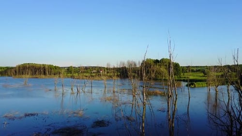 Trockene Zweige im See