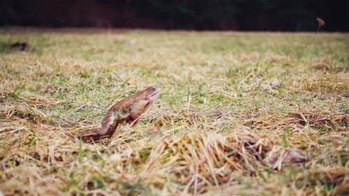 Frog jumping in the spring grass, slow motion