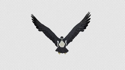 African Eagle - 4K Flying Loop - Rückansicht