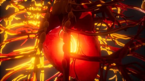 Blood Vessel System and Heart