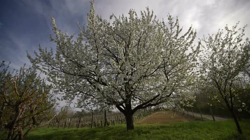 Großer Baum im Frühling