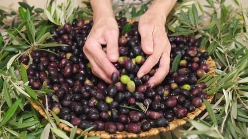 Olives