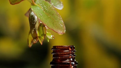 Perfumery