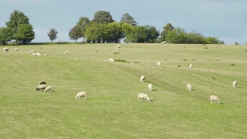 Sheep Eat in a Large Green Field, Road Lines with Trees in the Background