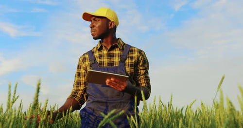 Farmer Inspecting Crop with Tablet in Grain Field