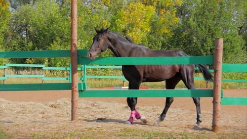 Beautiful Horse Grazing in Paddock on Sunny Day