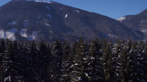 Aerial View of Snowy Forest Landscape in Winter