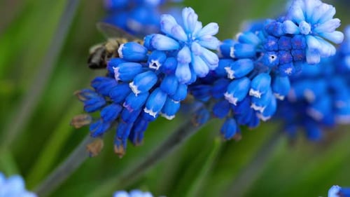 Bee Pollinating Blue Flowers on a Sunny Day
