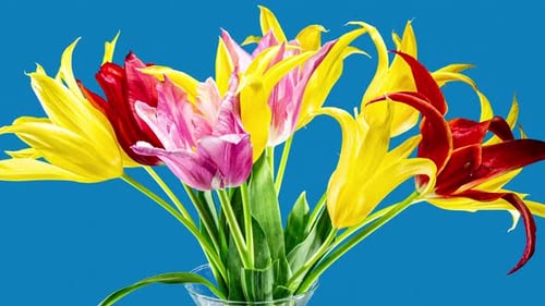 Colorful Tulips Bouquet in a Glass Vase Close Up