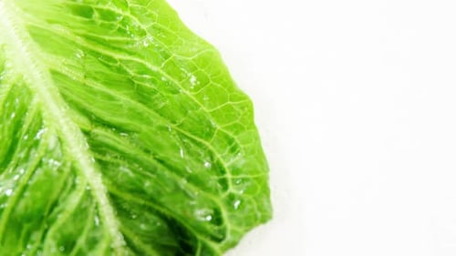 Close-up of lettuce