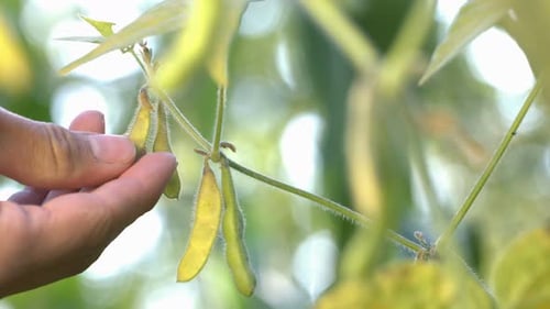 Growing Soy in Garden