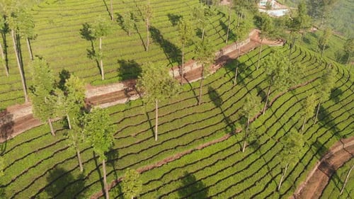 Vue aérienne des plantations de thé par Drone dans les environs de la ville de Munnar