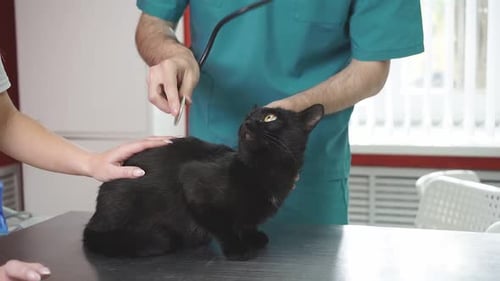Veterinarian Examines Black Cat With Stethoscope