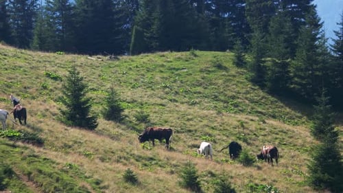 Cows Grazing on a Green Hillside