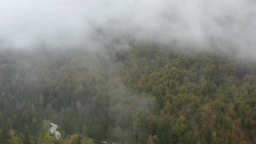 Creepy fog and mist wrapping green pine forest in early autumn morning