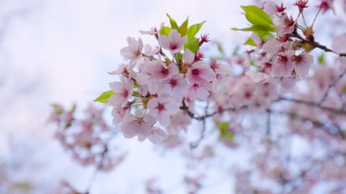Looking up at Natural Cherry Blossom Branch pink springtime flower blossoms and blue sky