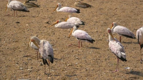 Yellow-Billed Storks Resting on Sandy Riverbank