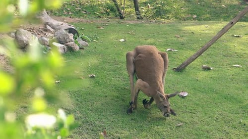 Lustiges großes braunes Känguru kratzt sich im tropischen Zoo am Bauch