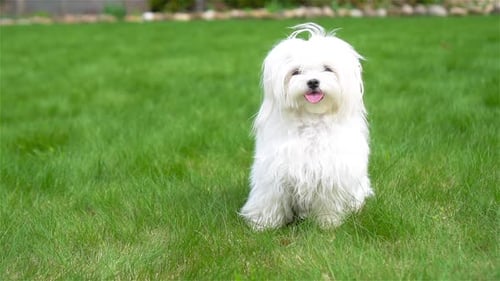 Fluffy White Dog Sitting on Green Grass