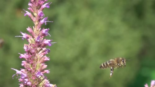 Bee Feeding on Pink Flower Before Flying Away
