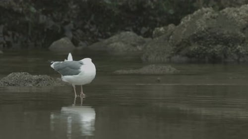 Close up view of a seagull
