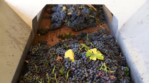 Conveyor with Red Wine Grape at Wine Factory Red Wine Production