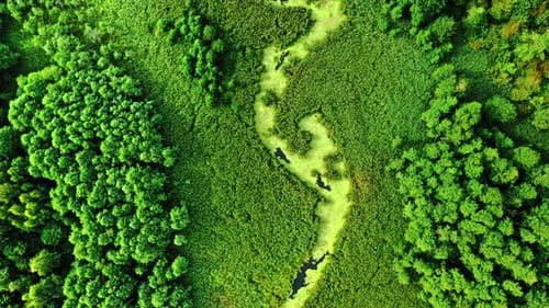 Stunning river and green algae in summer.