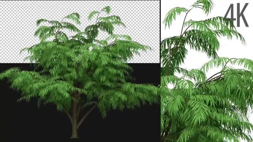 Animated Green Tree with Swaying Leaves