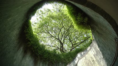 Tree At Park