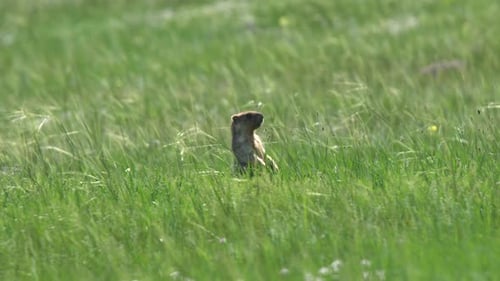 Ein echtes Murmeltier auf einer Wiese mit grünem frischem Gras bedeckt