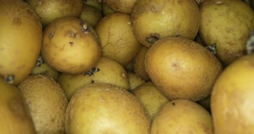 Close Up of Yellow Potatoes in Box