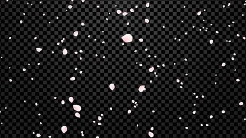 Falling Pink Cherry Blossom Petals Animation Overlay