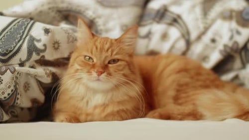 Ginger Cat Resting on Bedding Comfortably