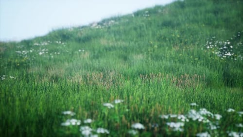 Green Hills with Fresh Grass and Wild Flowers in the Beginning of Summer